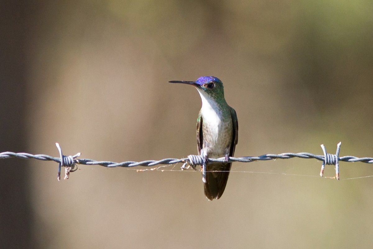 Mavi Alınlı Kolibri - ML42607481