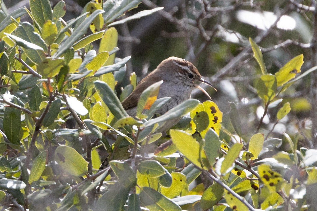 Bewick's Wren - Ann Van Sant