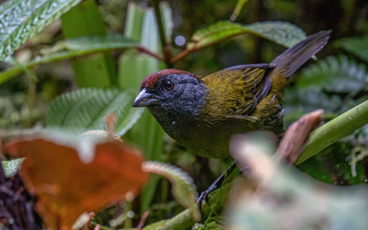 Olive Finch - ML426075801