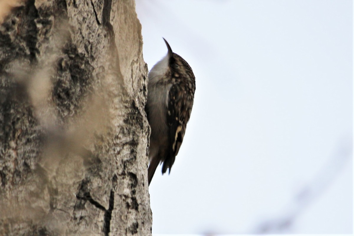 Brown Creeper - Don Cassidy