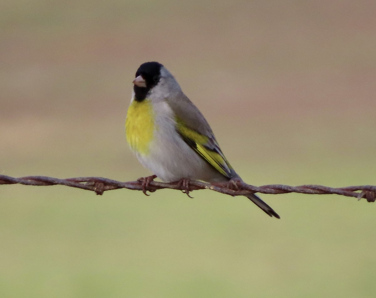 Lawrence's Goldfinch - ML426076641