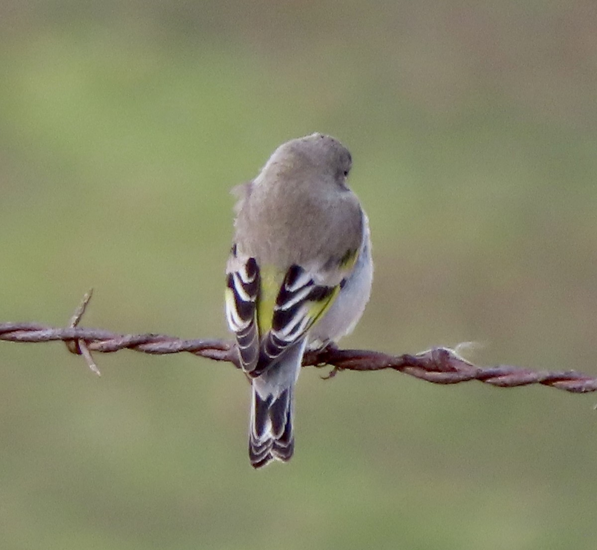 Chardonneret gris - ML426076671