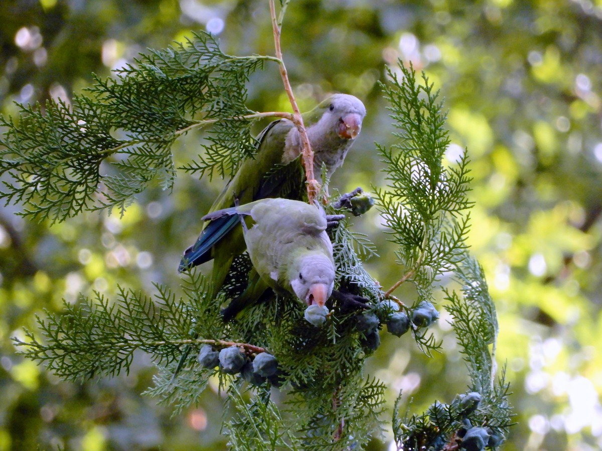 Monk Parakeet - ML426077631