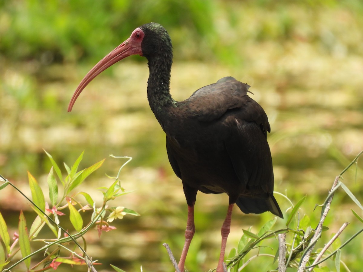 Ibis à face nue - ML426077821