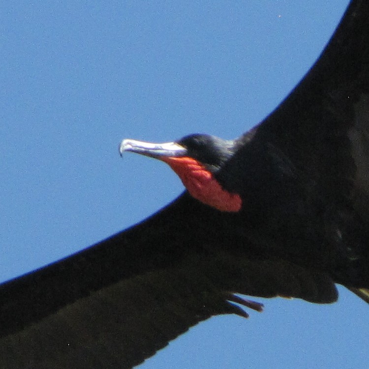 Magnificent Frigatebird - ML42607811