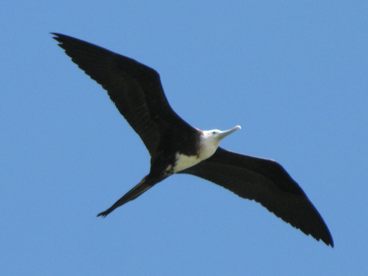 Magnificent Frigatebird - ML42607821