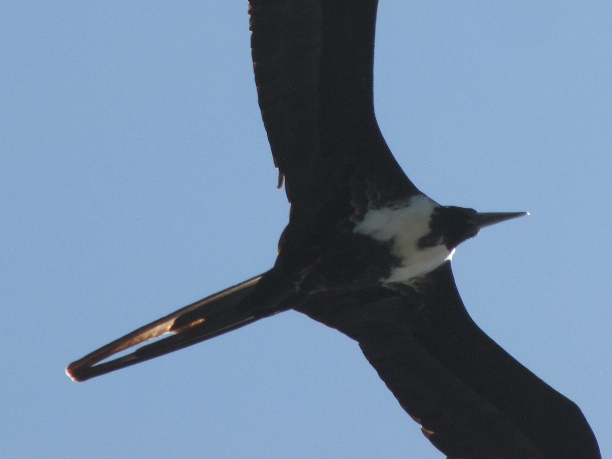 Magnificent Frigatebird - Fred Dentello