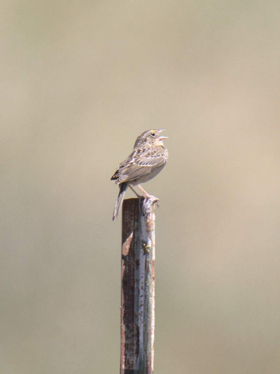 Grasshopper Sparrow - Sam Rawlins