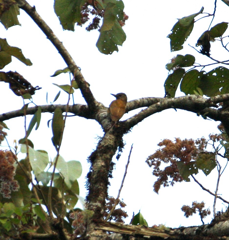 Smoky-brown Woodpecker - Jesús Escalona