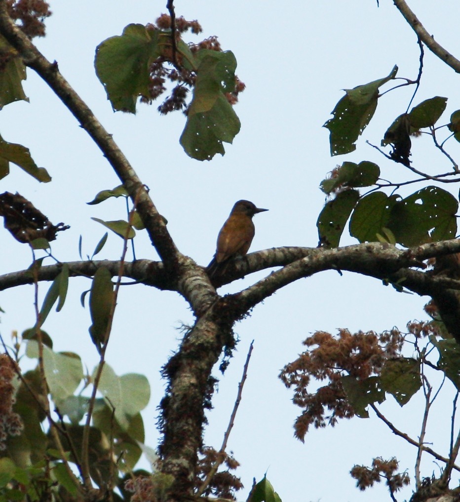 Smoky-brown Woodpecker - Jesús Escalona