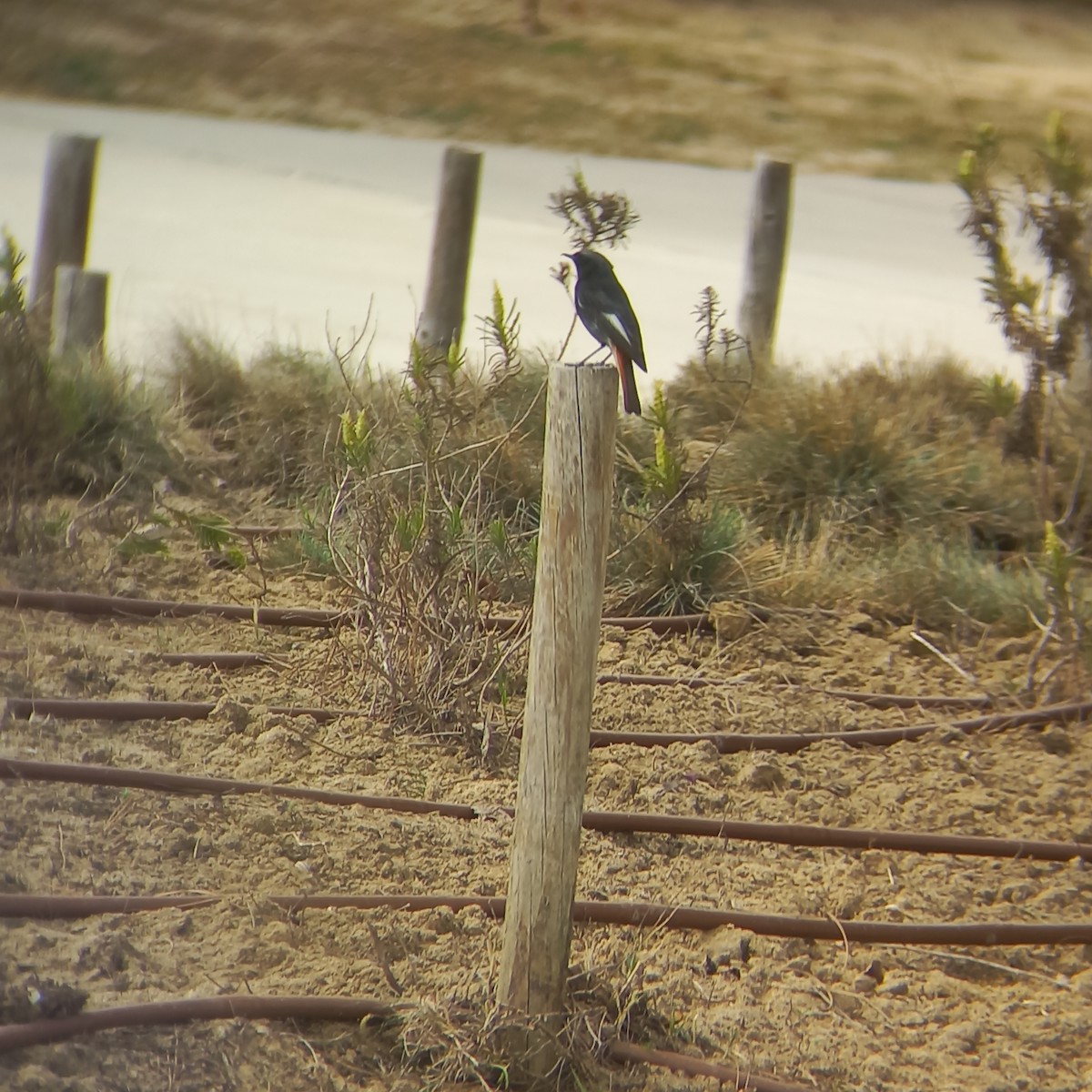 Black Redstart - ML426080501