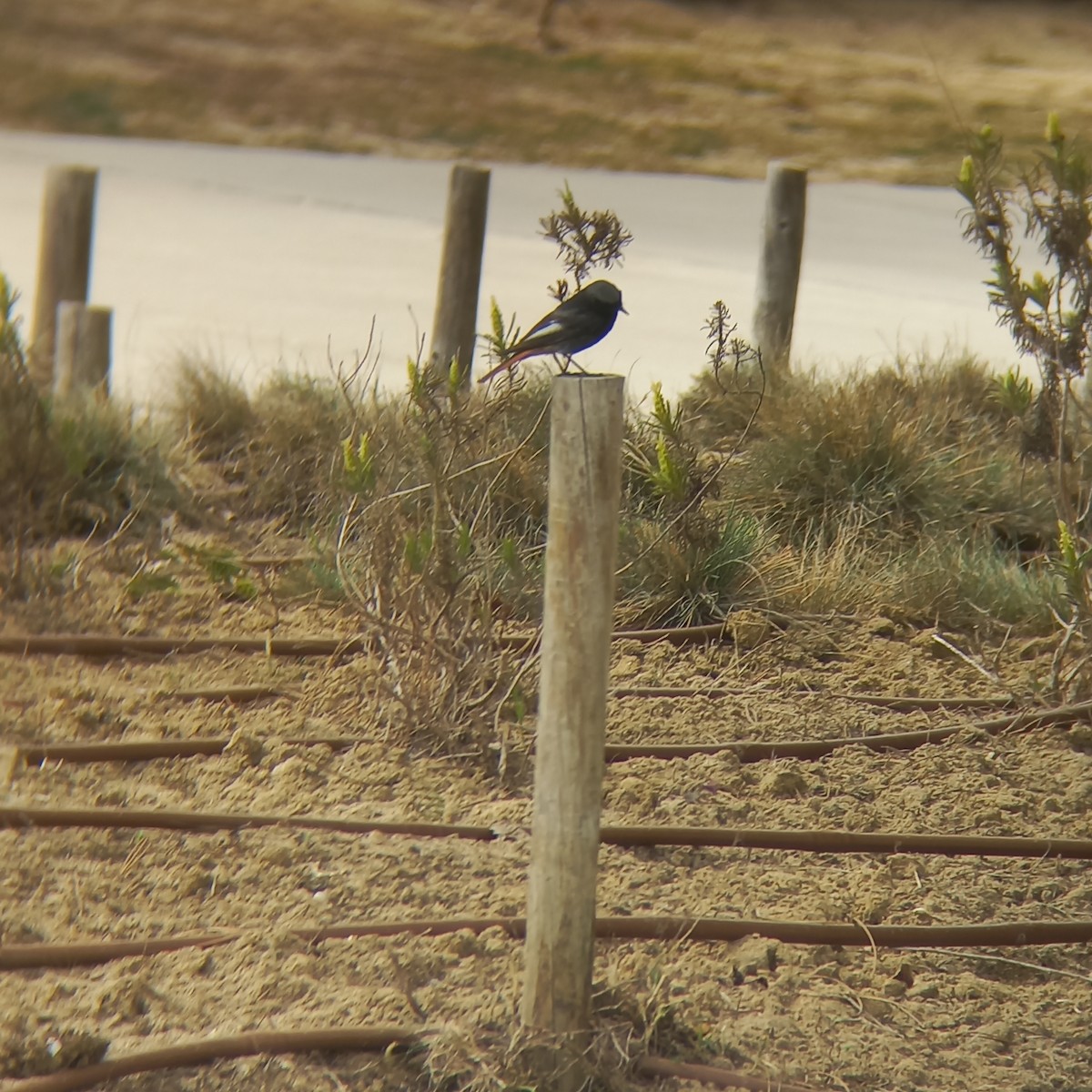 Black Redstart - ML426080521