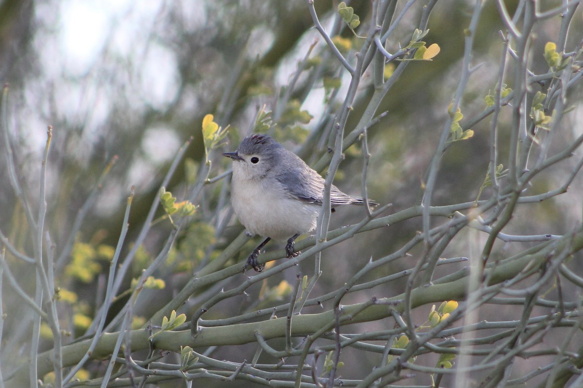 Lucy's Warbler - ML426083521