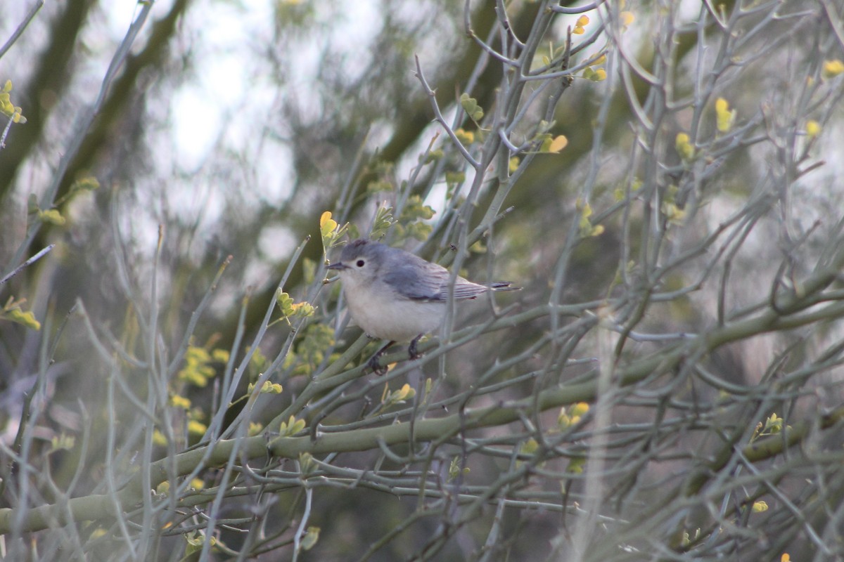 Lucy's Warbler - ML426083691