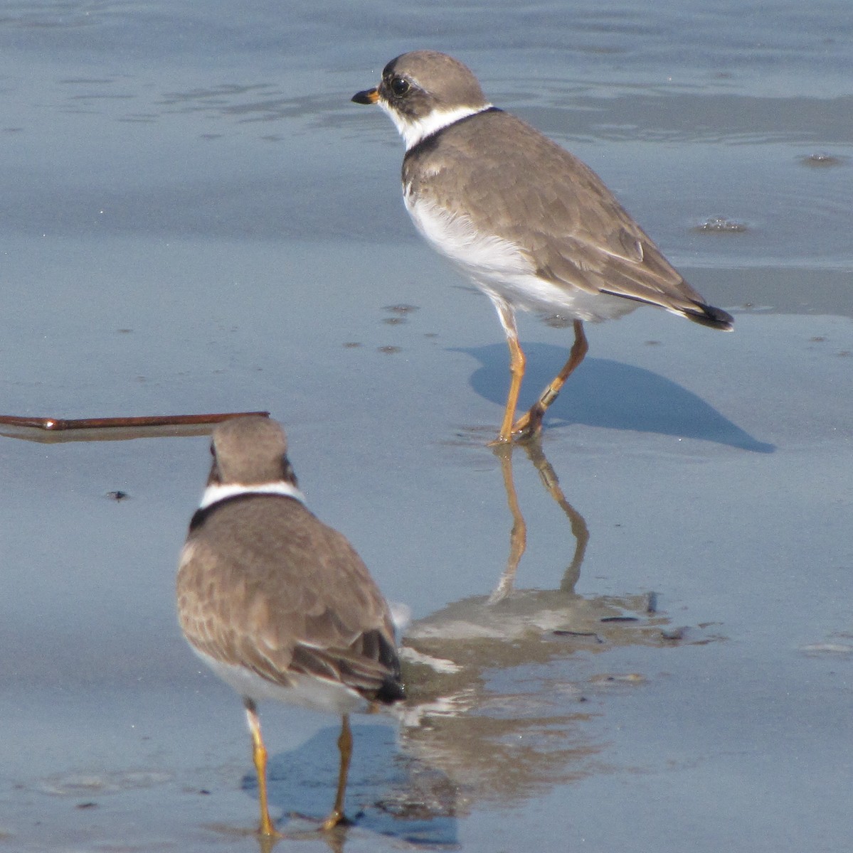 Semipalmated Plover - ML42608551