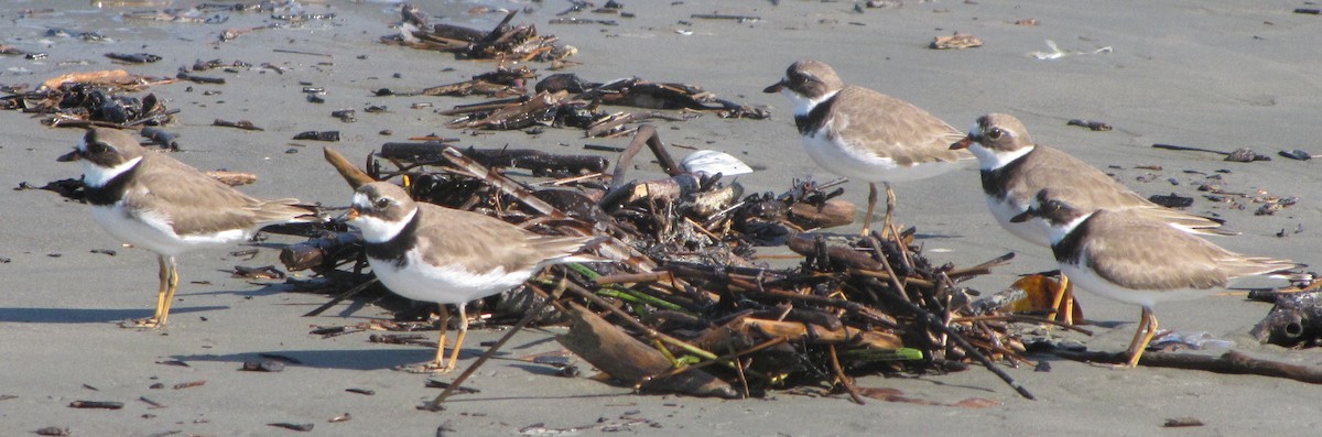 Semipalmated Plover - ML42608571