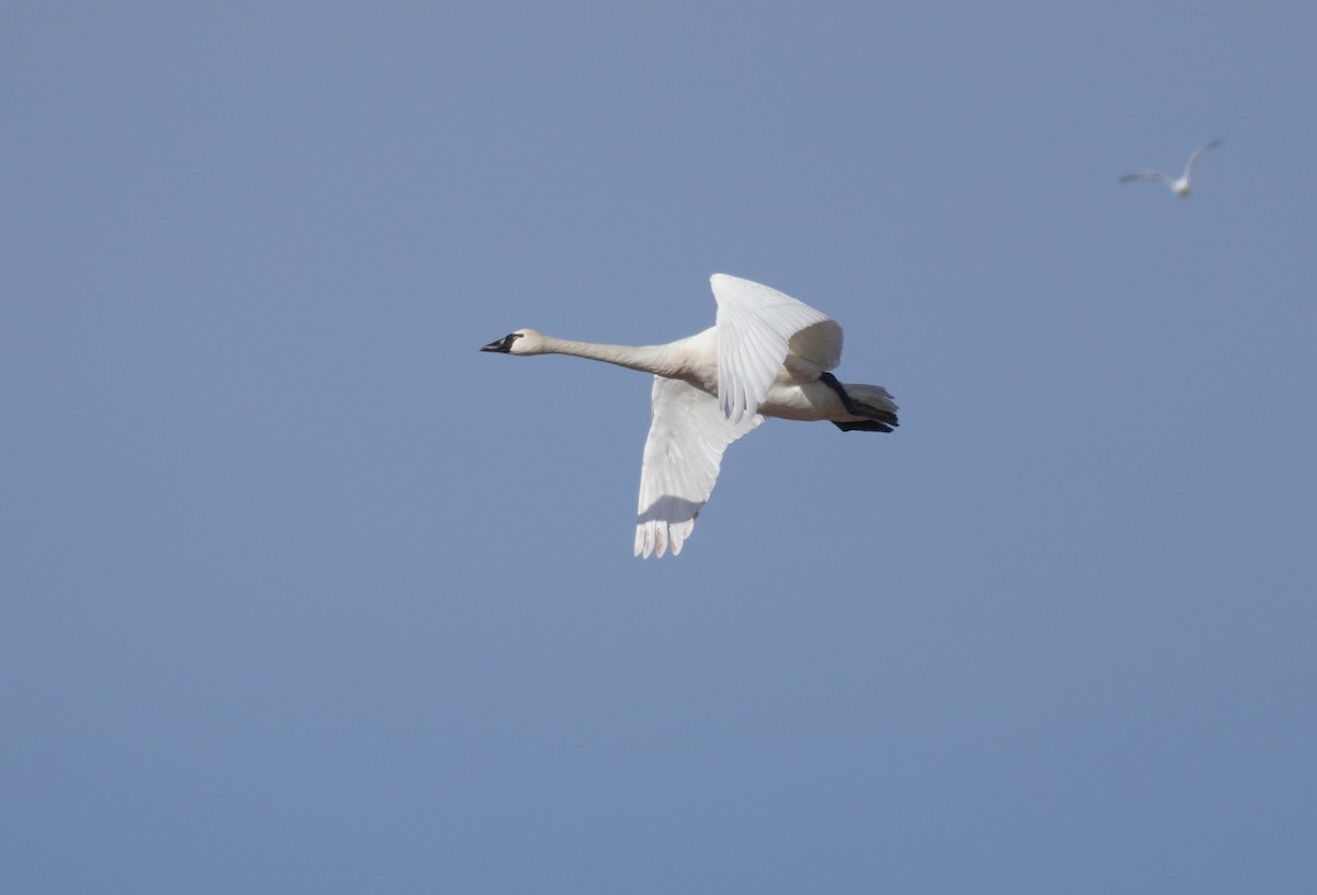 Tundra Swan - Sarah Foote