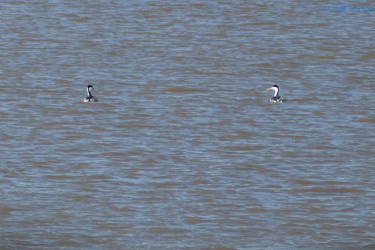 Clark's Grebe - ML426087291