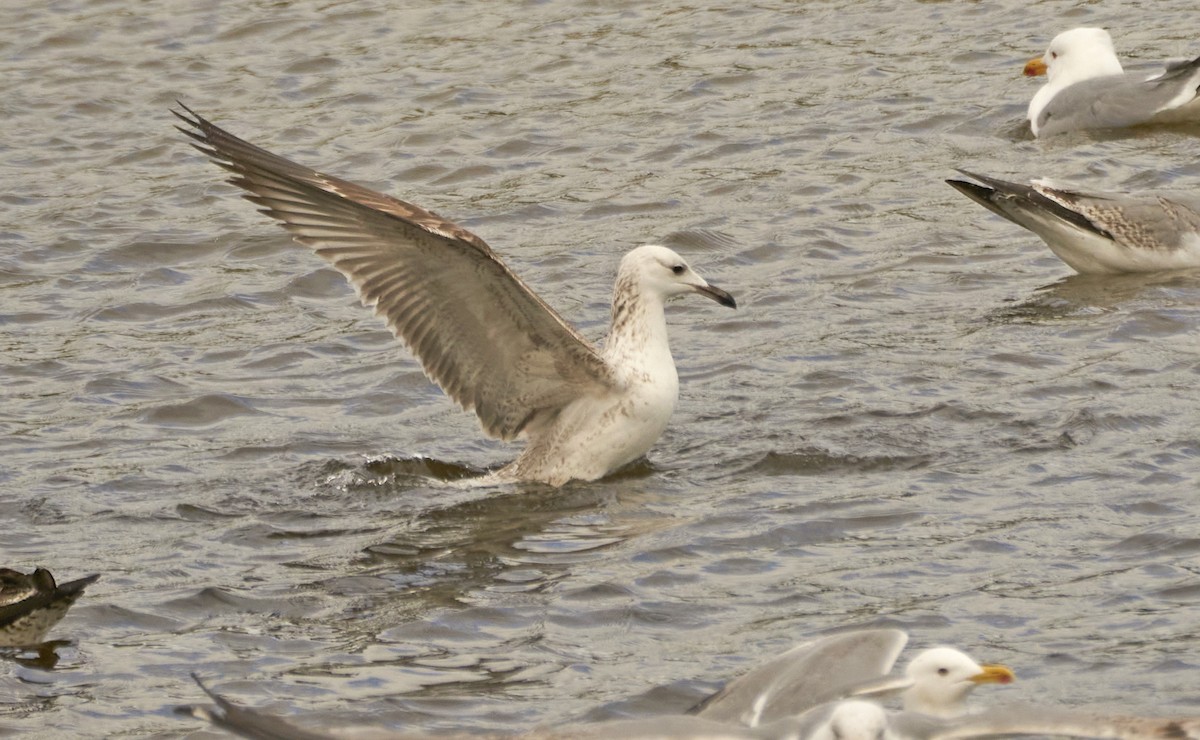 Caspian Gull - ML426090051