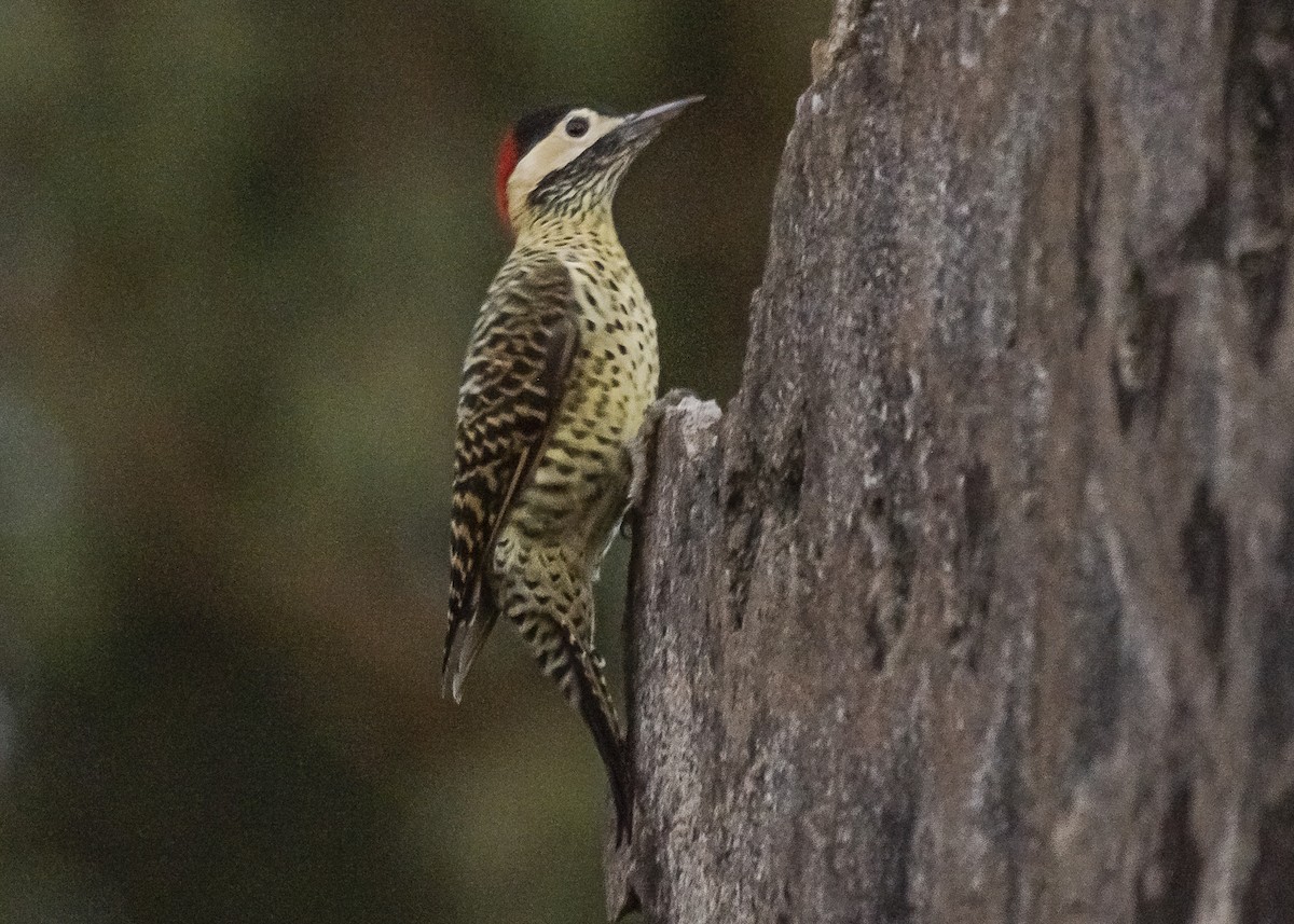 Green-barred Woodpecker - ML426090811