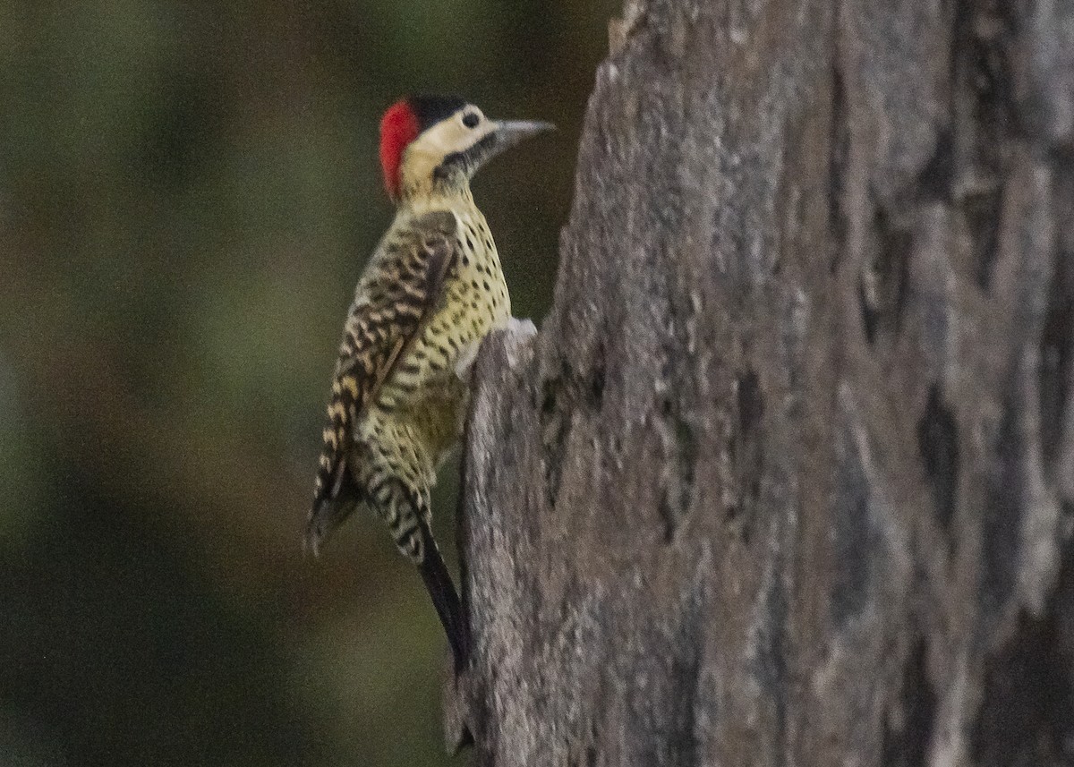 Green-barred Woodpecker - ML426090821