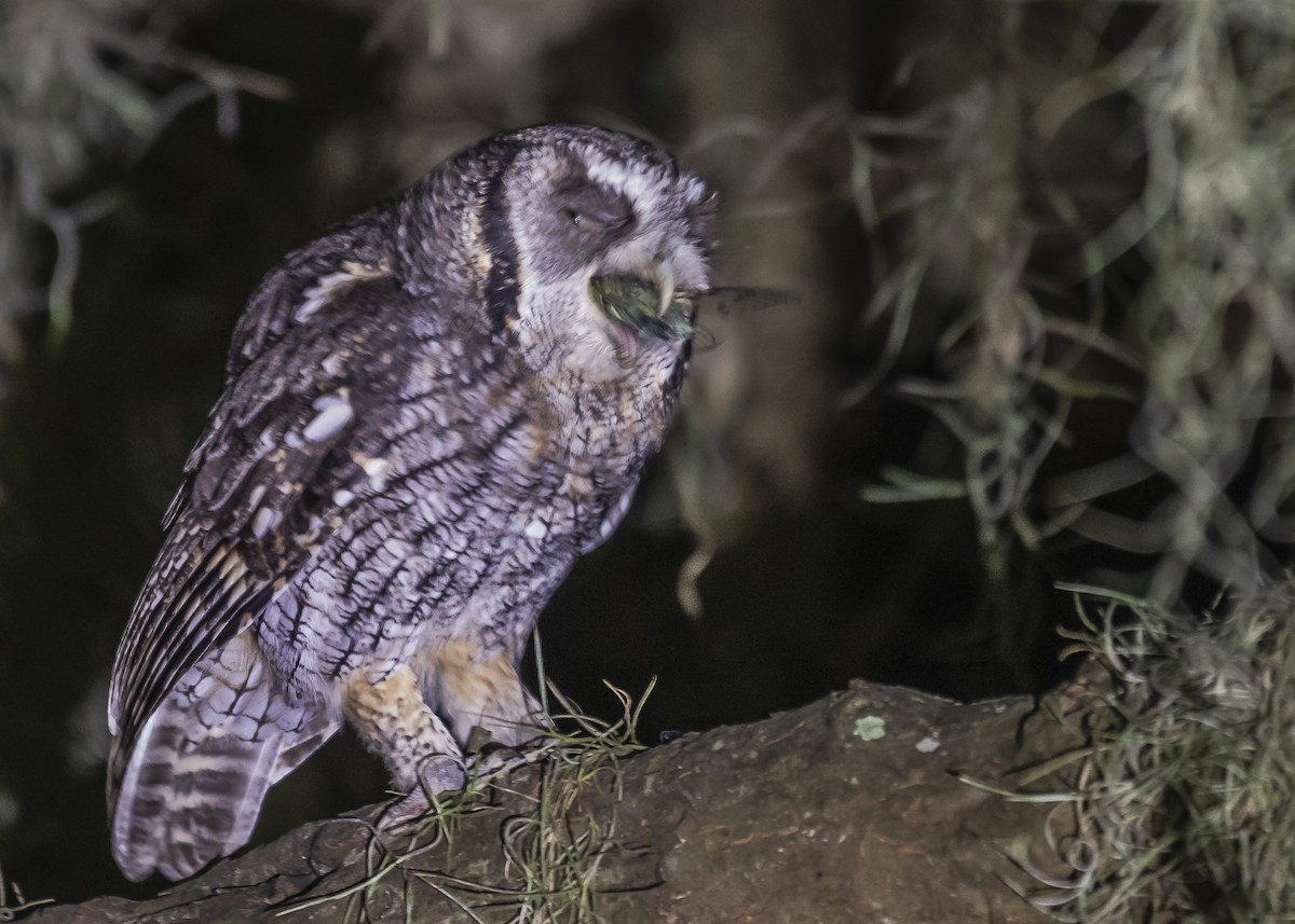 Tropical Screech-Owl - ML426091451