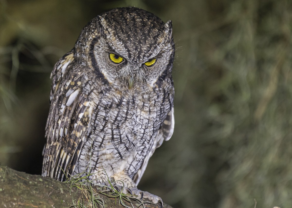 Tropical Screech-Owl - ML426091471