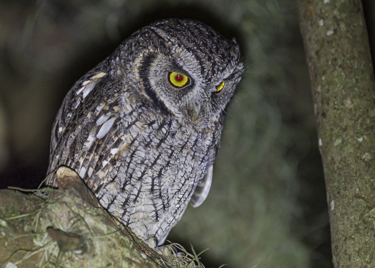 Tropical Screech-Owl - ML426091681