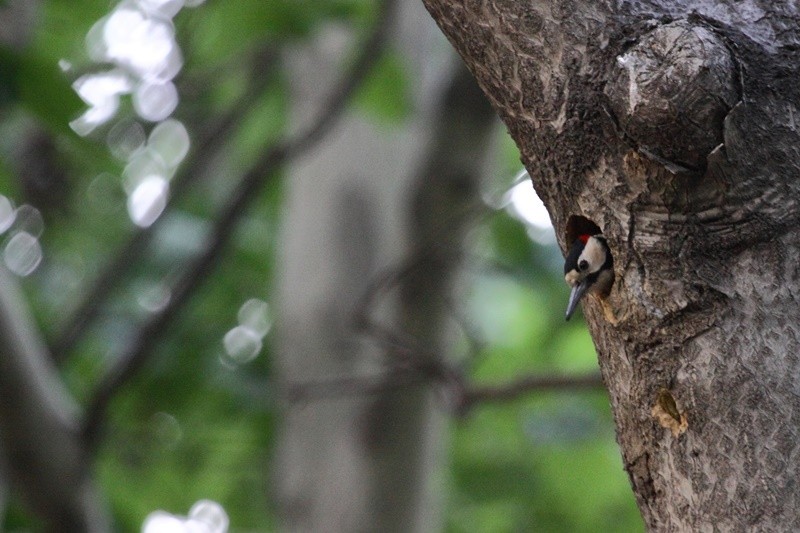 Great Spotted Woodpecker - ML426092321