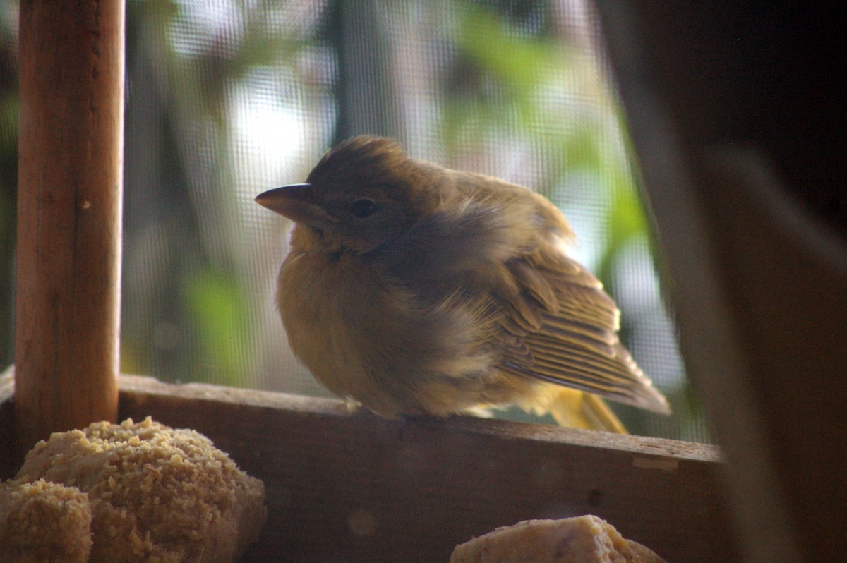 Summer Tanager - ML42609841