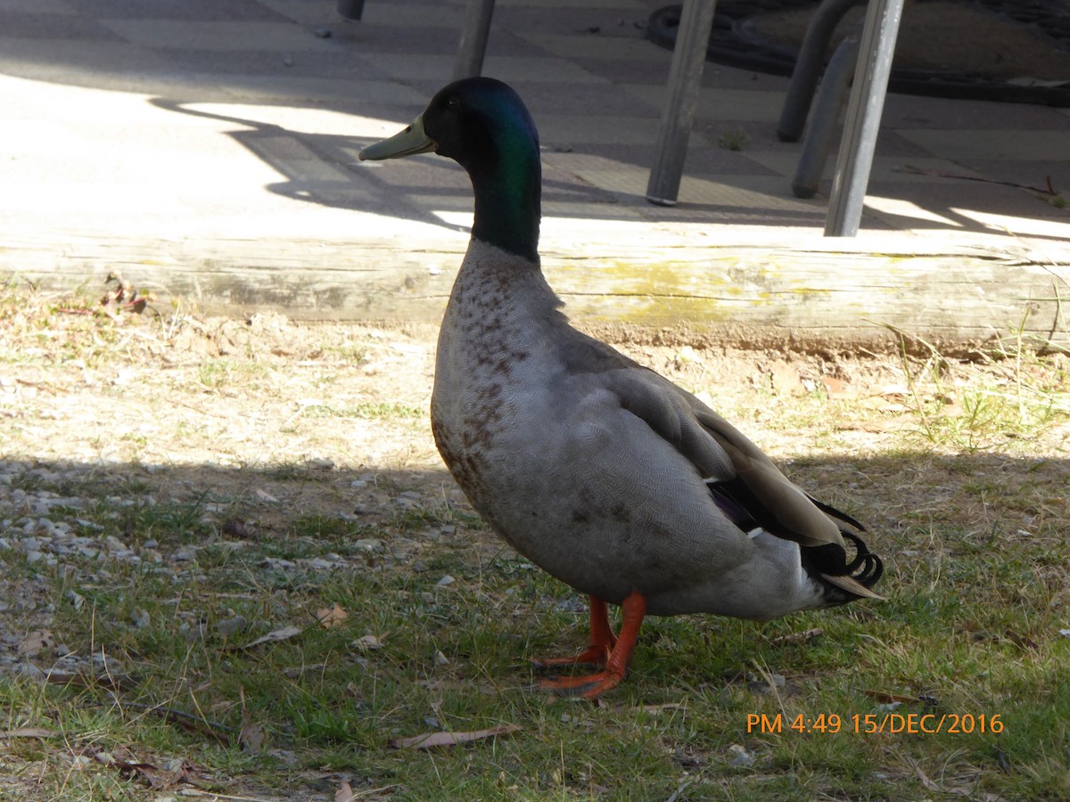 Mallard (Domestic type) - Norton Gill