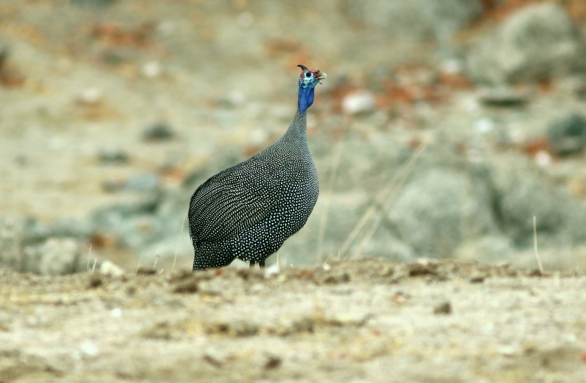 Helmeted Guineafowl - ML42609941