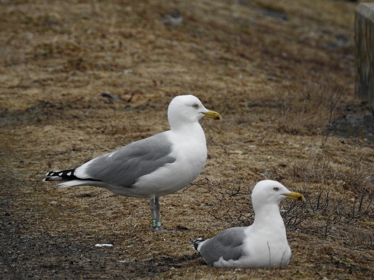 Herring Gull - Dan Prima