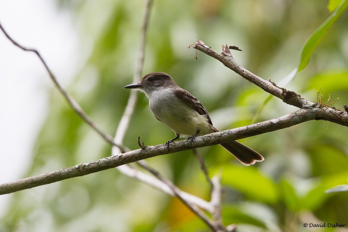 Stolid Flycatcher - ML42610161