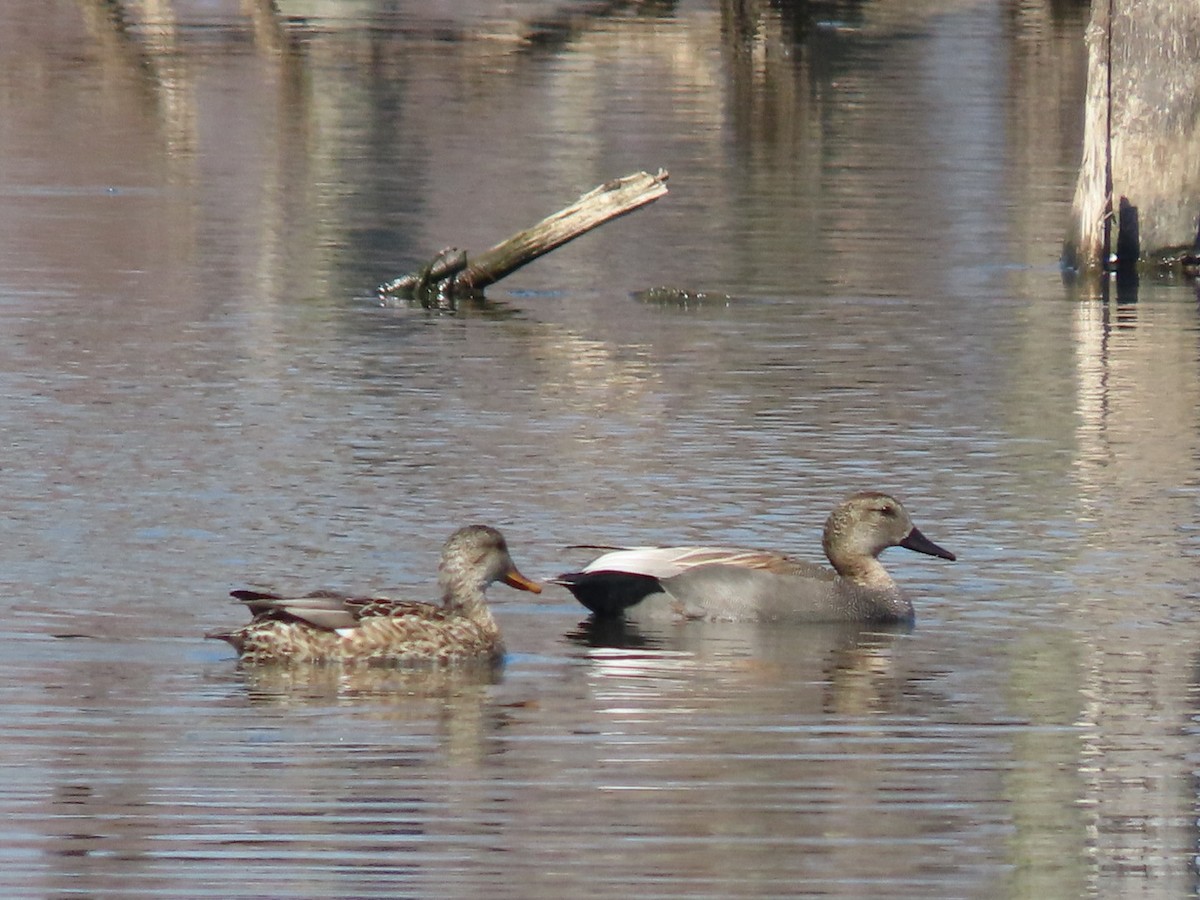 Gadwall - ML426102881