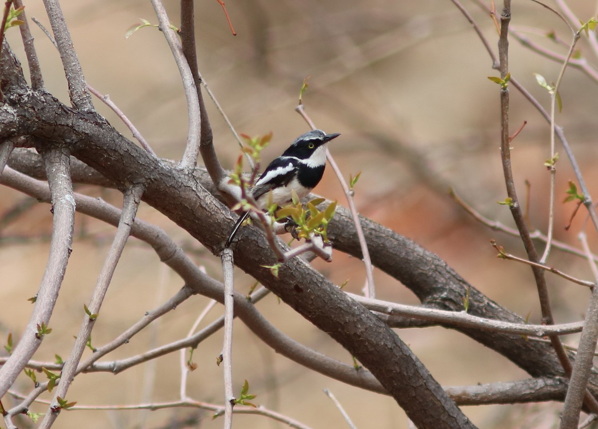 Pririt Batis - John Drummond