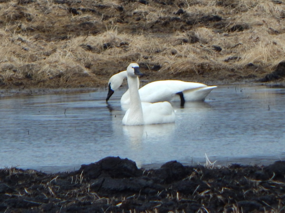 Tundra Swan - ML426106711