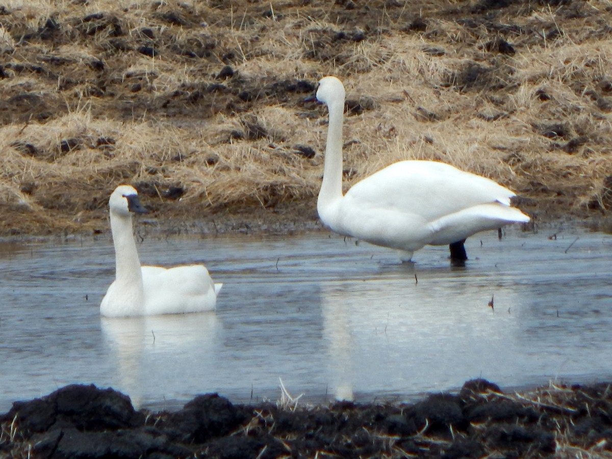 Tundra Swan - ML426106741