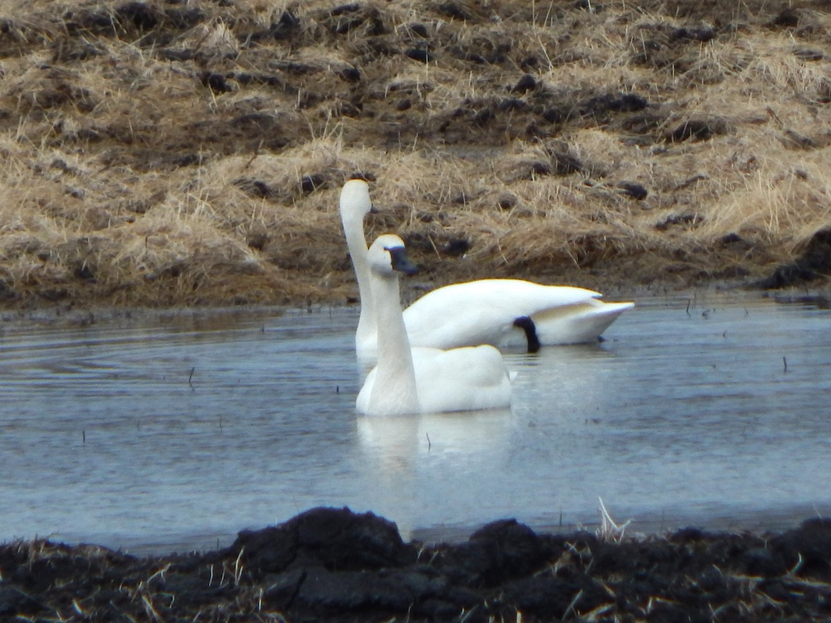 Tundra Swan - ML426106751