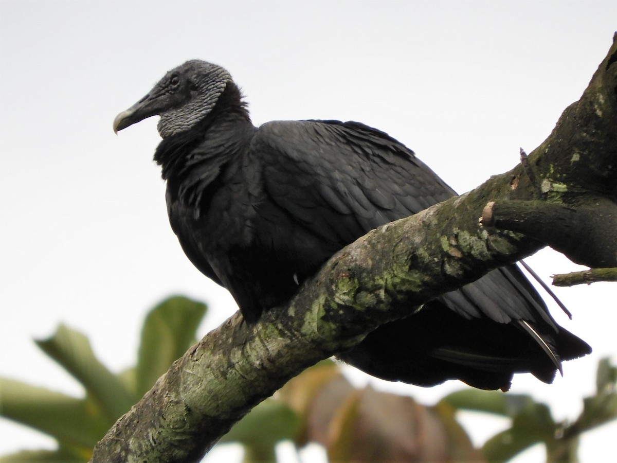 Black Vulture - ML426107391