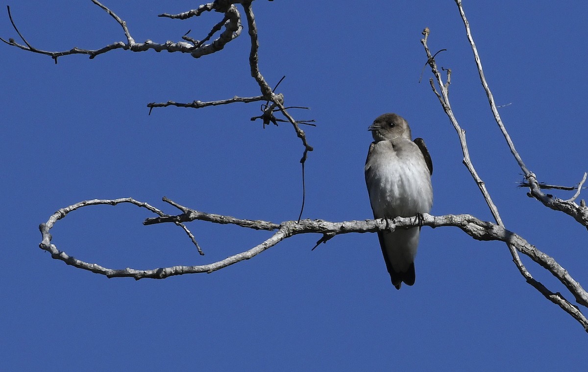 Northern Rough-winged Swallow - ML426109771