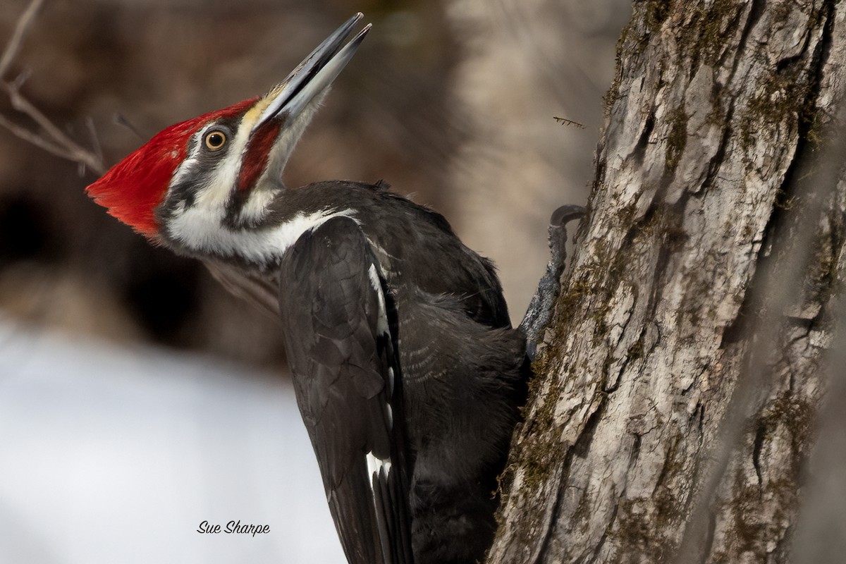 Pileated Woodpecker - ML426110111