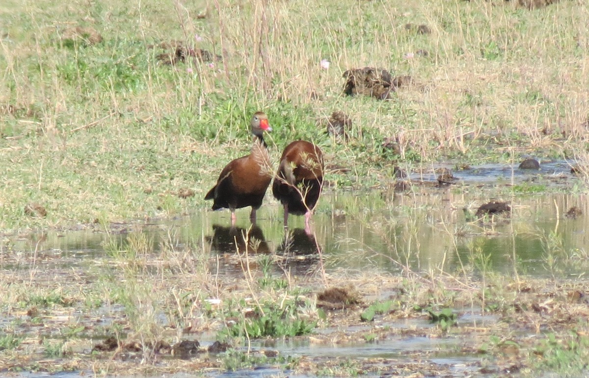 Black-bellied Whistling-Duck - ML426111431