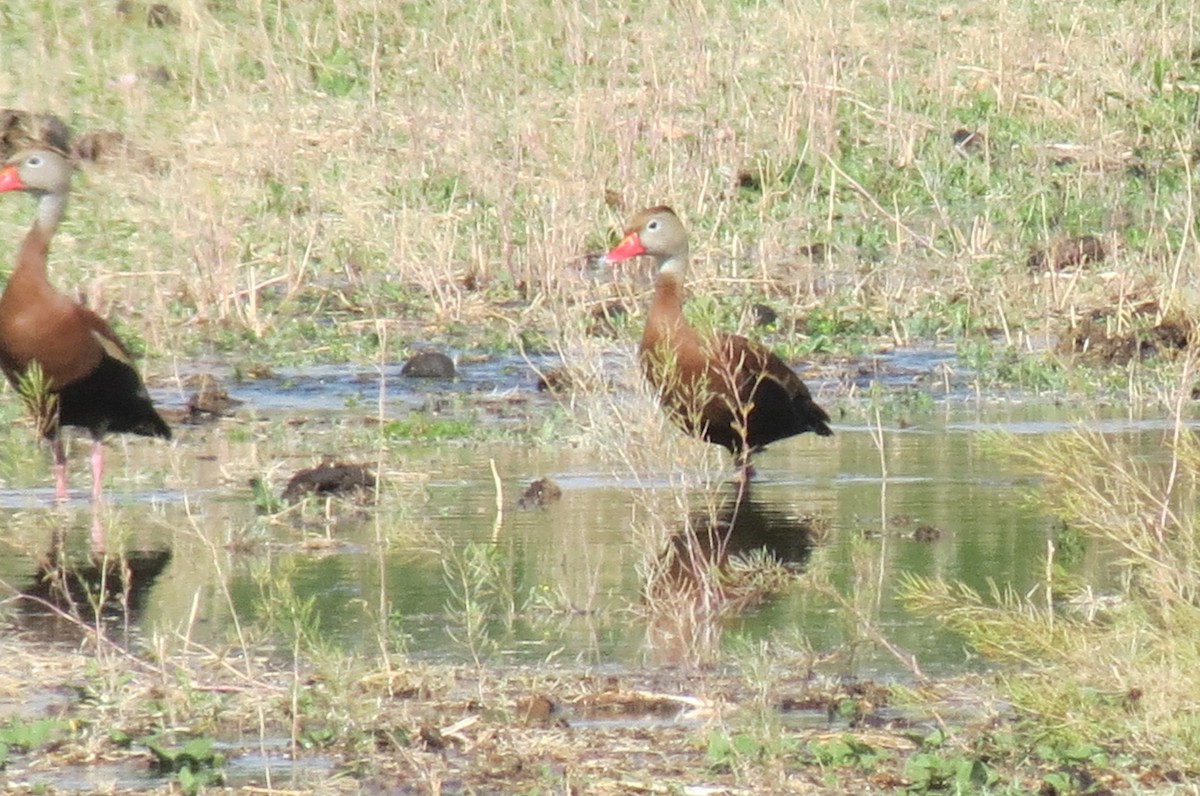 Black-bellied Whistling-Duck - Kendall Watkins