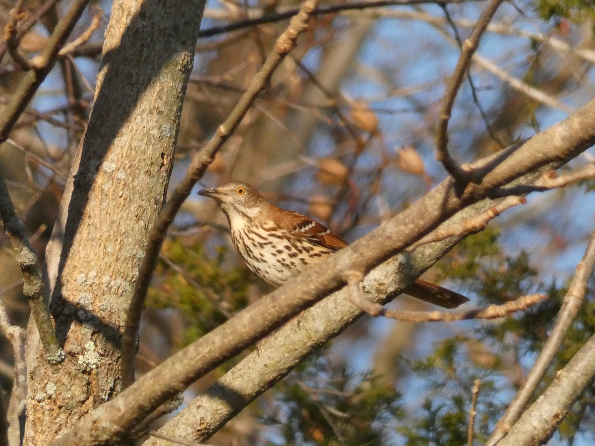 Brown Thrasher - John Landon