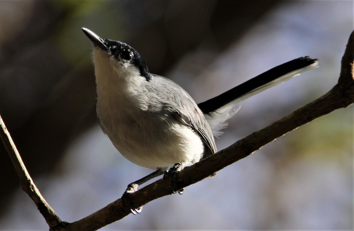 White-lored Gnatcatcher - ML426112221