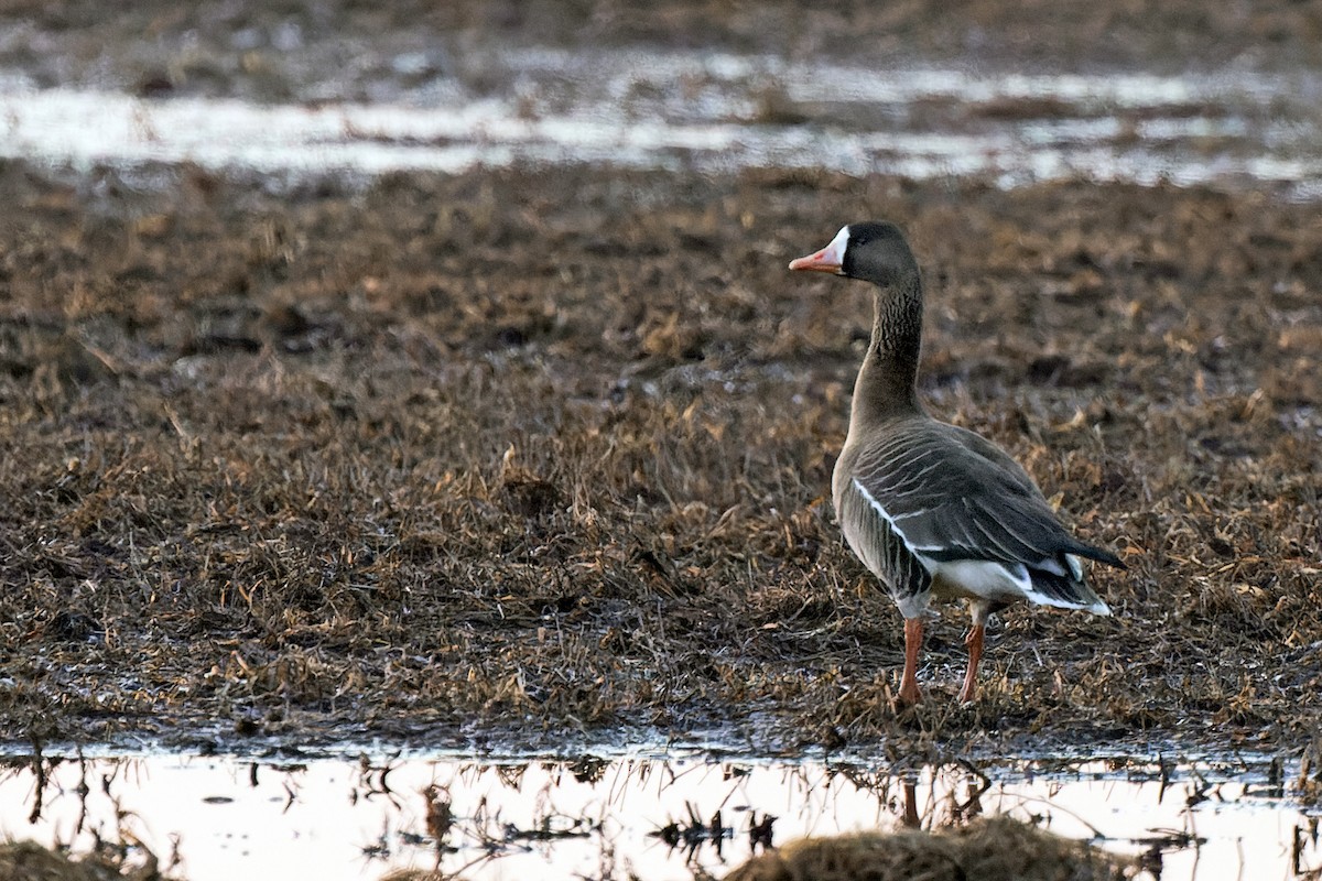 Greater White-fronted Goose - ML426112311