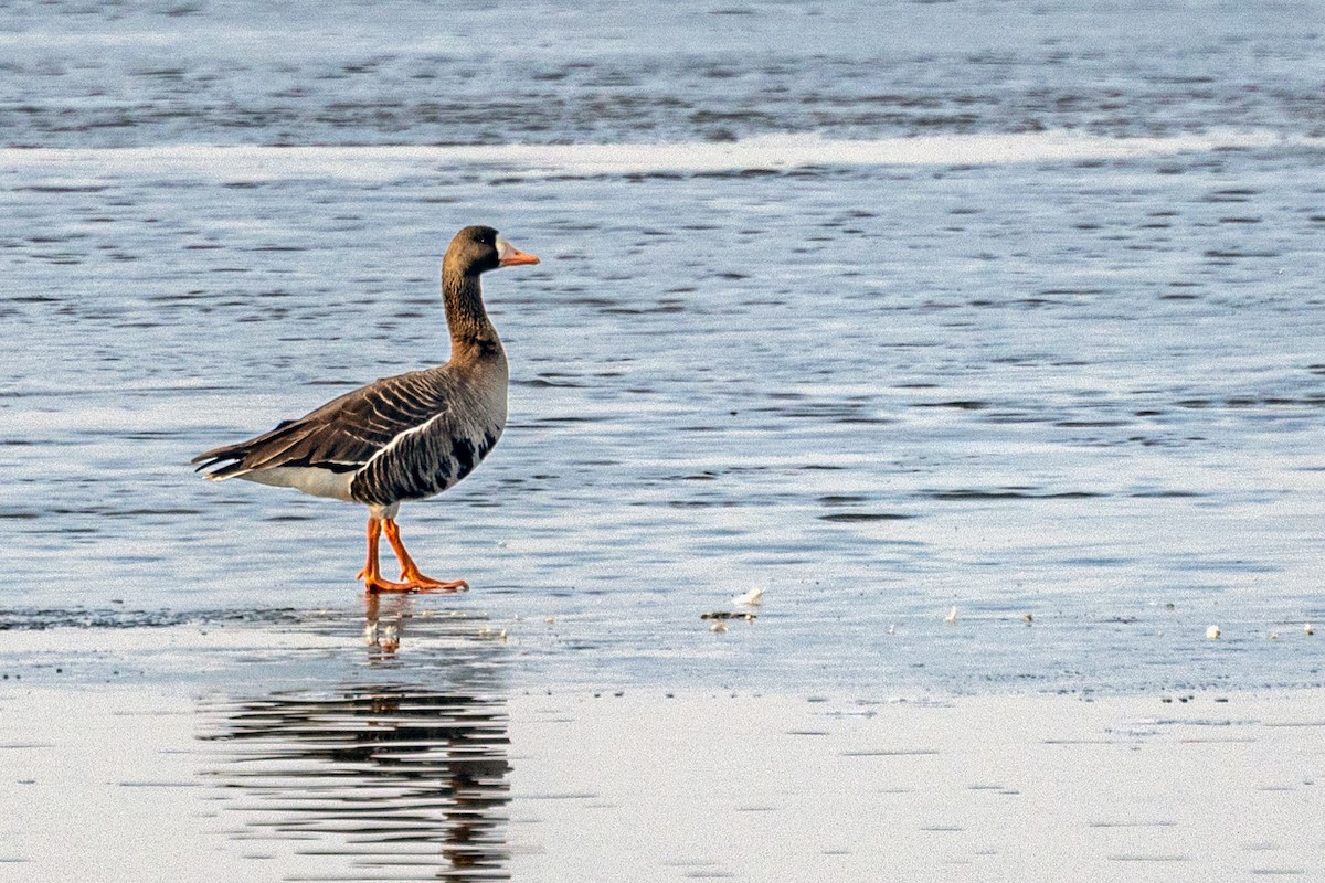 Greater White-fronted Goose - ML426112451
