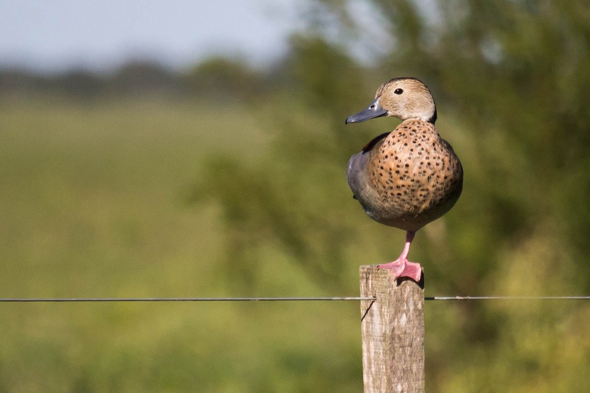 Ringed Teal - ML426112471