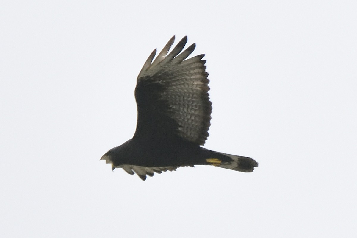 Zone-tailed Hawk - Andrew Lyall